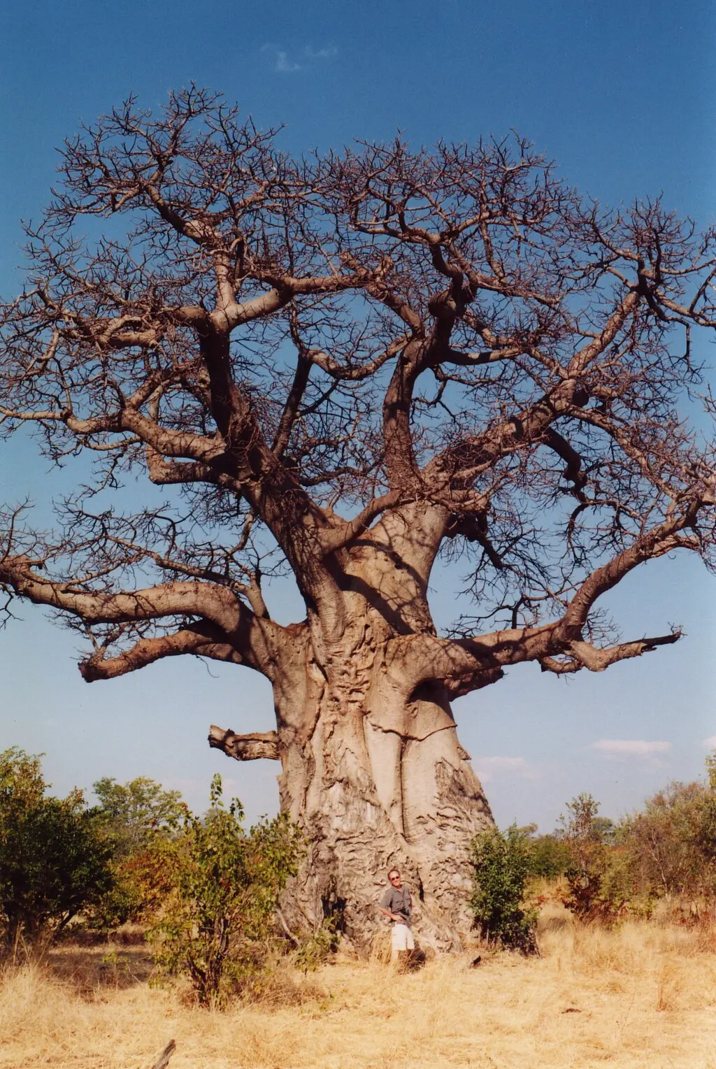 Baobab tree, foto door Quinn Norton onder CC BY 2.0 licentie